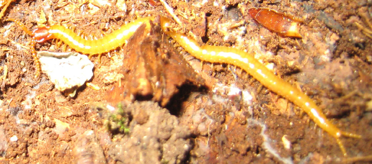 Centopiedi (con qusi 100 piedi)